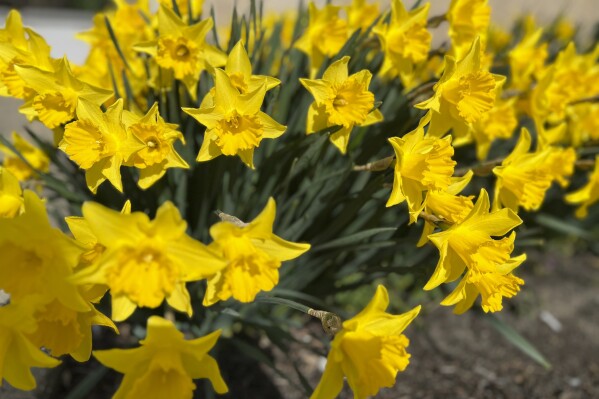 This March 19, 2024, image provided by Jessica Damiano shows daffodils in full bloom. Daffodils are among the flowers least likely to cause seasonal allergy symptoms. (Jessica Damiano via AP)